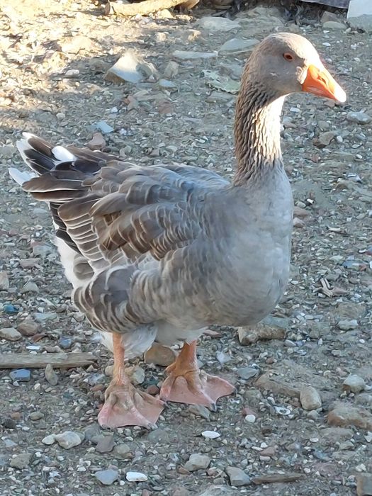 Gansos novos , adultos e surenha morucha.