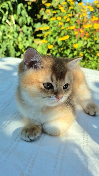 Дуже ласкавий котик золота шиншила