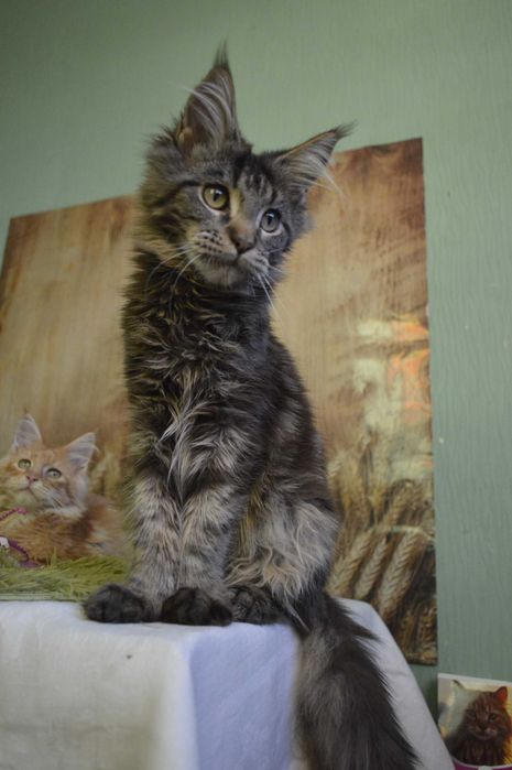 Акція МЕЙН КУН ШОУ-дівчинка , 4,5місяці, Розплідник