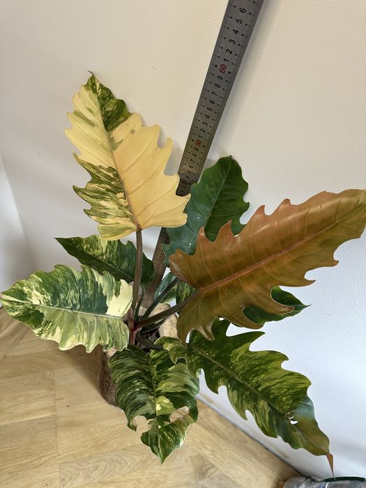 Філодендрон Philodendron  Філодендрон Caramel Marble var.