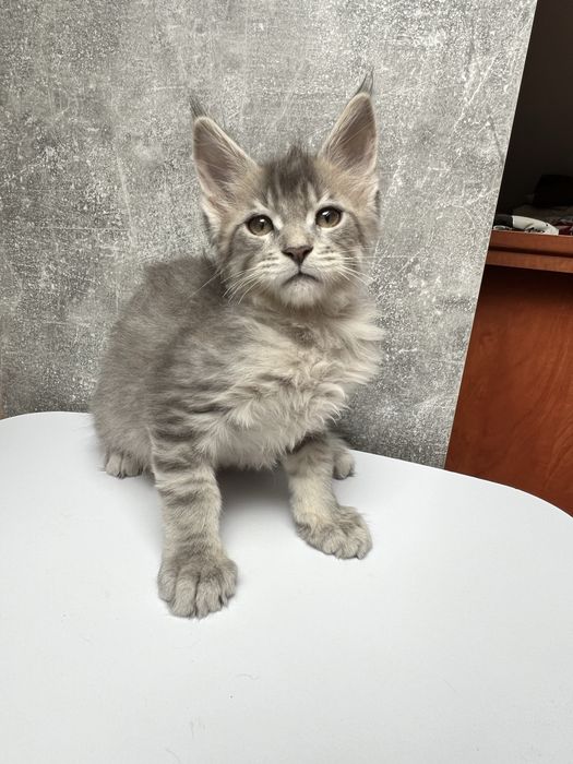Kocurek Maine Coon