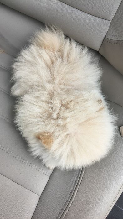 Szpic miniaturowy pomeranian