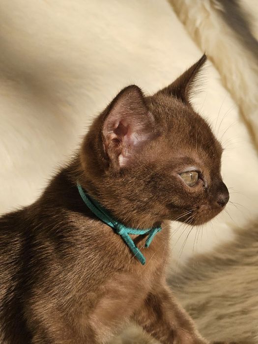 Бурма Европейская