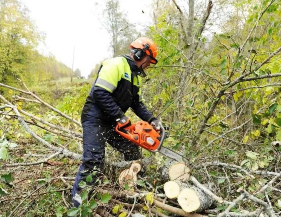 Видалення аварійних гілок/висотне зрізання дерев/локальна підрізка