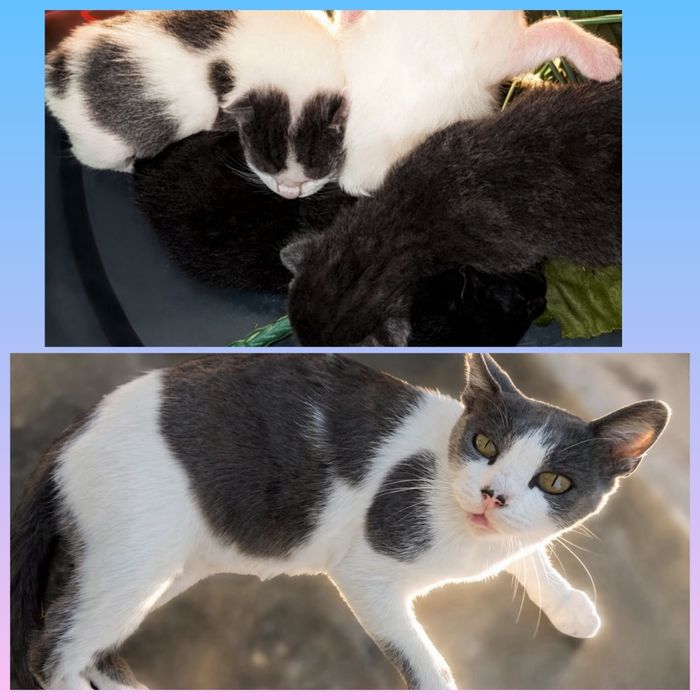 Ninhada de gatinhos