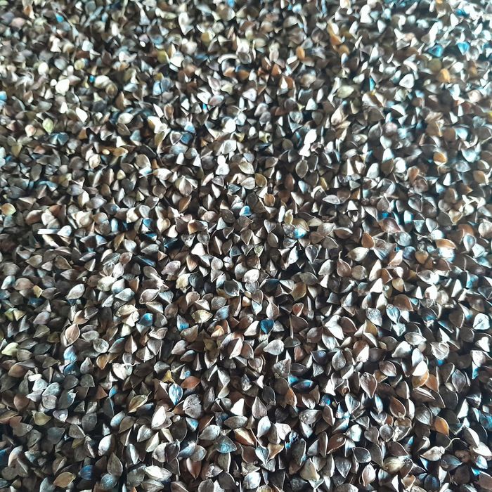 Gryka Panda nasiona.