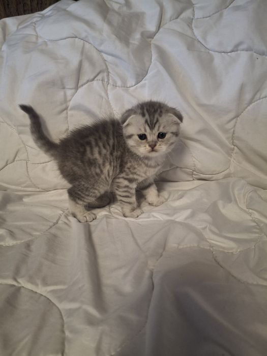 Чистокровні шотландські кошенята шотландские котята