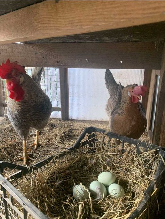 Інкубаційні яйця