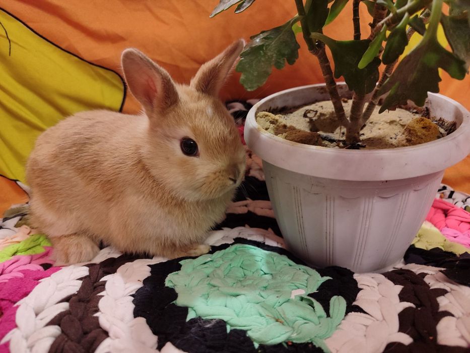 Декоративні кролики,голландські