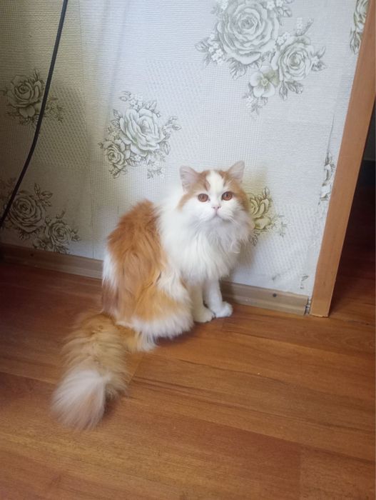 Бесплатно кот шотландский