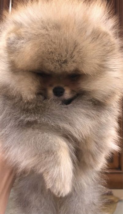 Померанський шпіц.Бронь .