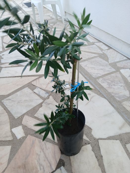 Oliveiras galegas, ja adubadas e prontas para por na terra.