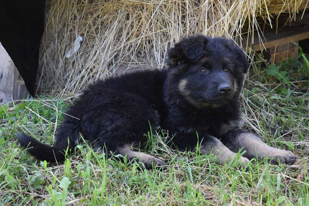 Чистопородний хлопчик Німецької вівчарки