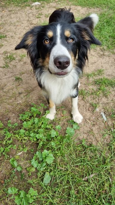 Piesek po border collie