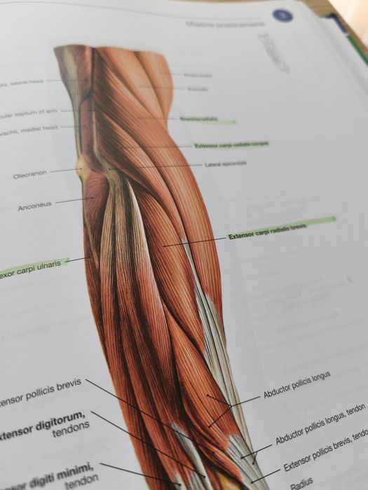 Atlas anatomii człowieka Sobotta 3 tomy