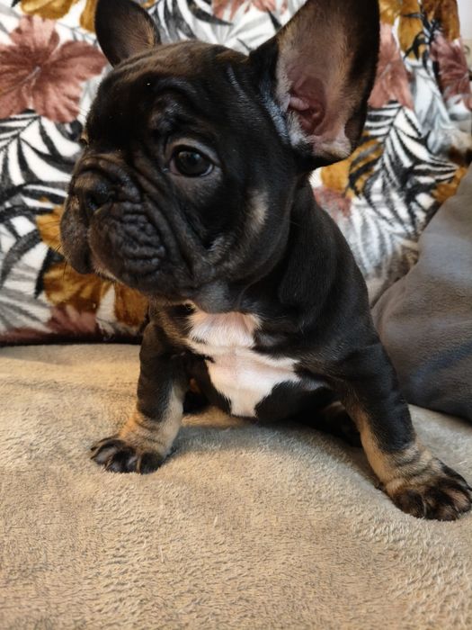 Bulldog francês macho