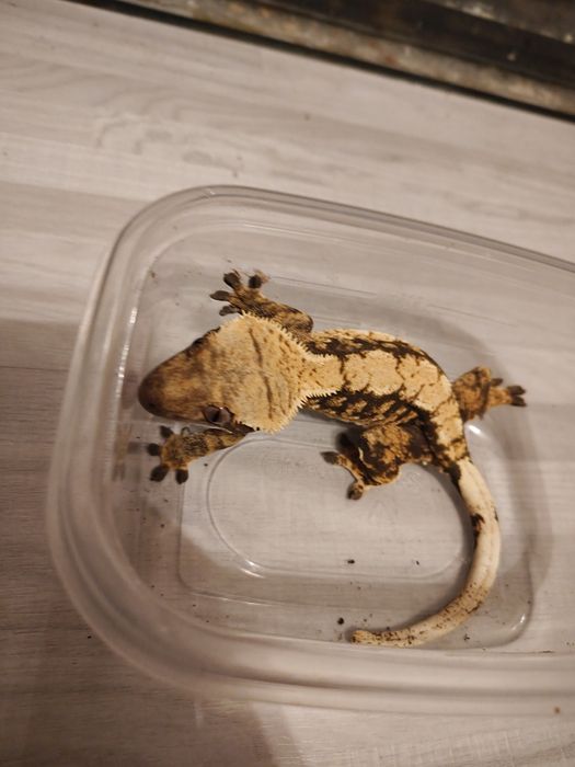 Gekony orzęsione samice