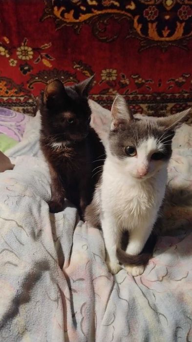 Коти в гарні руки. Їдять все. Ходять в лоток.