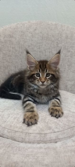 Котята мейн кун Мальчик,