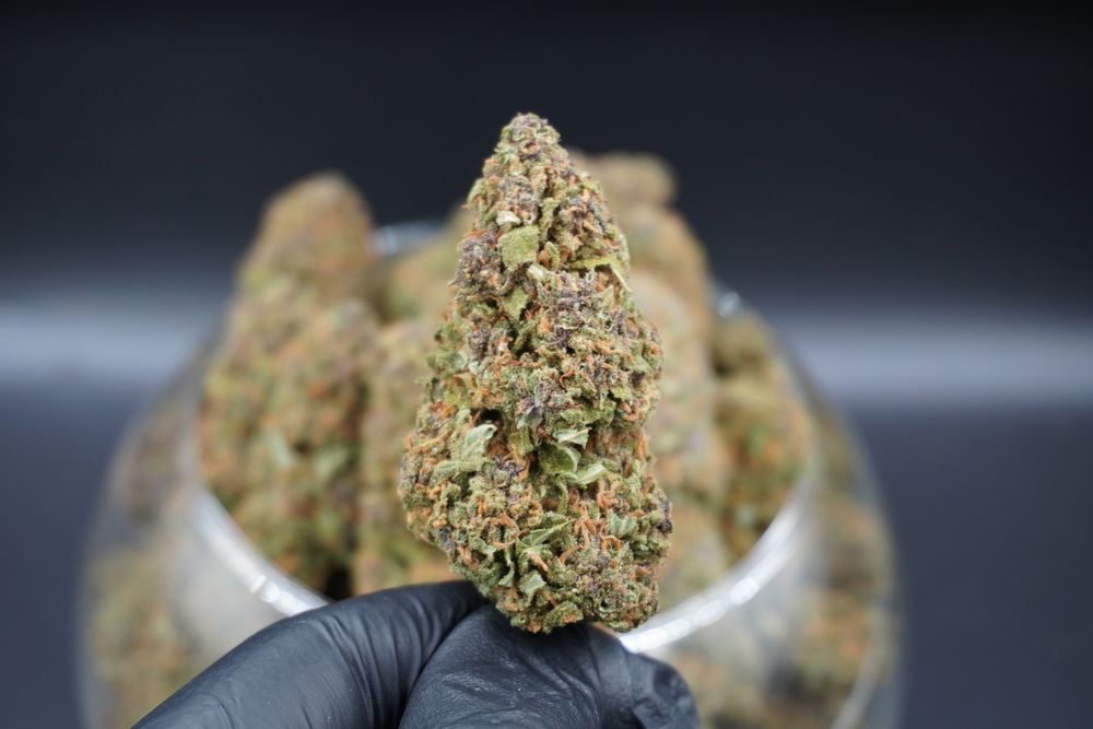 1000g susz CBD Purple Haze/THC< 0.3%
