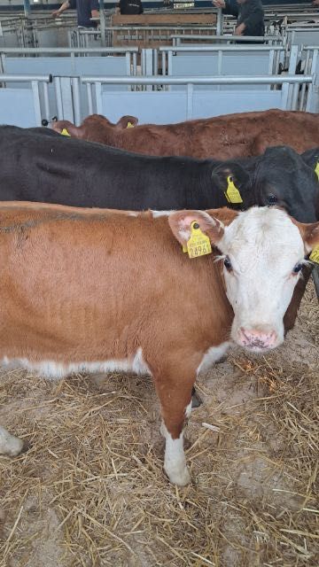 Cielaki mięsne krasnystaw