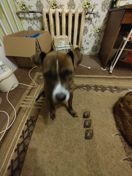 Отдам собак в хорошие руки