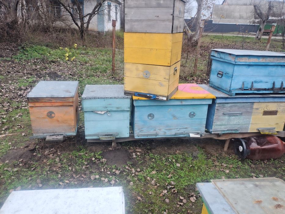 Вулики лижаки і багато корпусні