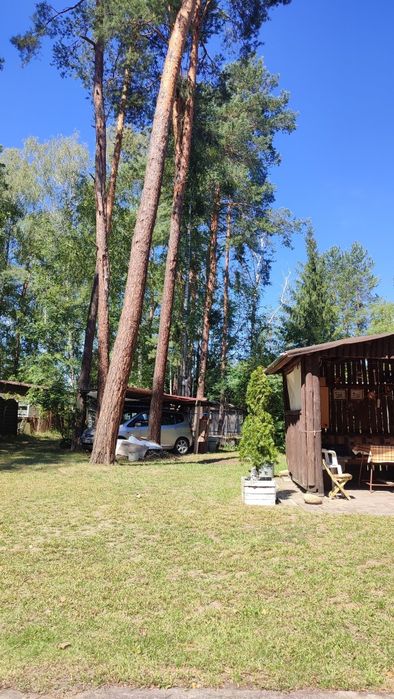 Oddam za darmo 4 duże kilkudziesięcioletnie Sosny