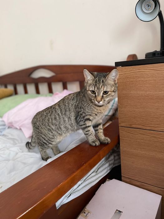 Котята котики отдам котенок девочка