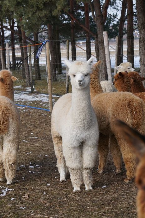 Alpaki młode samce Hodowla Monalpi alpaka farm