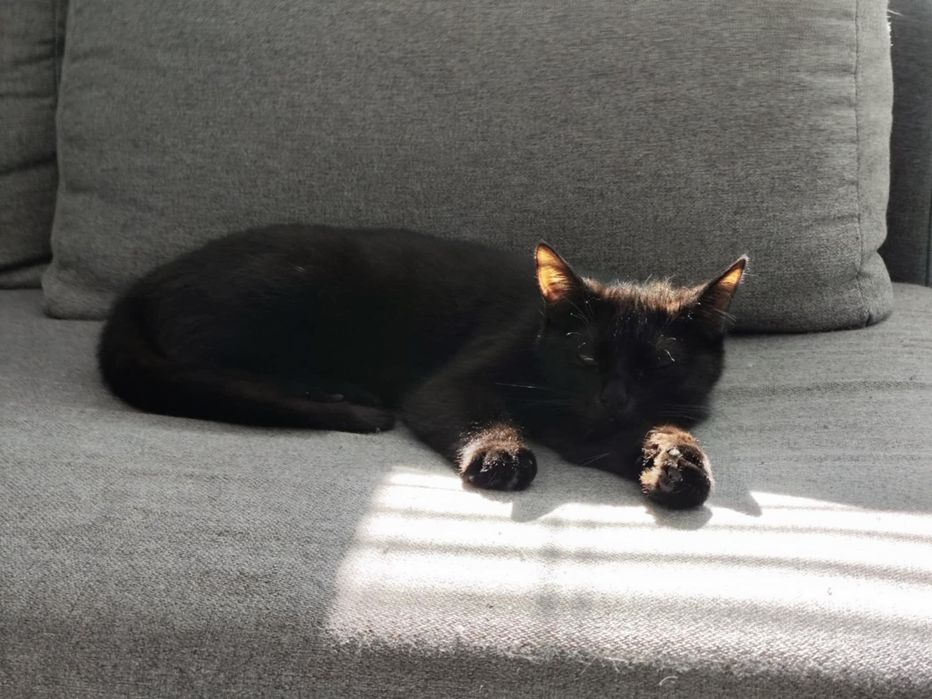 Ricotta szuka dobrego domku