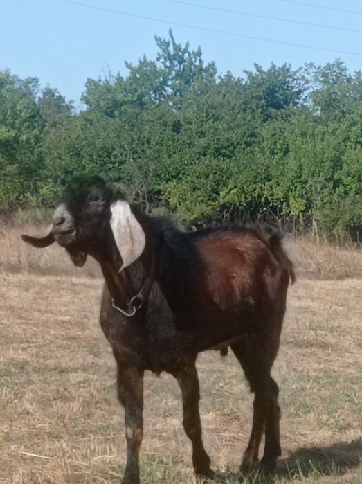 Племений АН козел