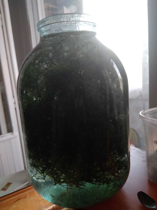 Водоросли для аквариума