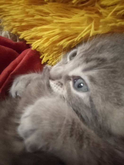 Продам сіамське кошеня 1,2 місяця