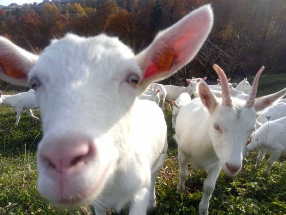 Kózki i koziołki saaneńska, biała polska