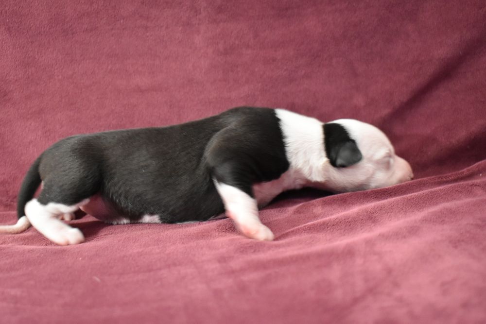 Chart angielski whippet suczka ZKwP FCI