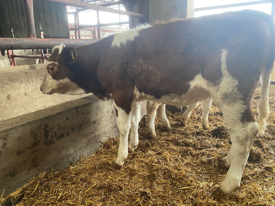 Odsadki mięsne LM Sim BB