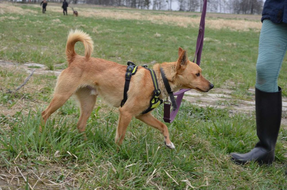 Precelek ze schroniska poleca się do adopcji