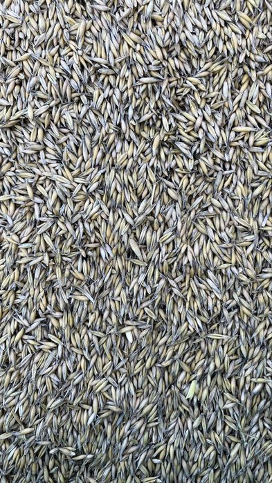 Owies na zime pelet pellet z dostawą workowany