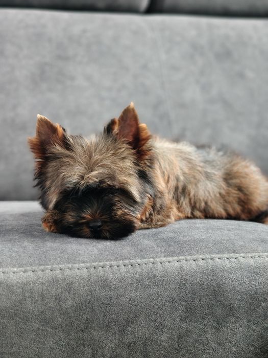 Yorkshire terrier