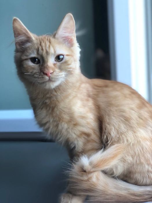 Котенок мальчик 4 месяца бесплатно