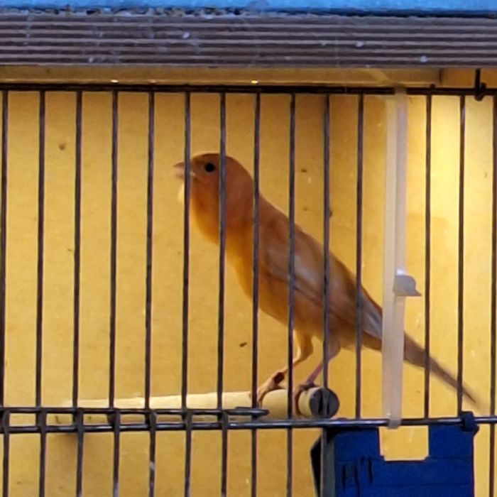 Kanarki - samce na śpiewie