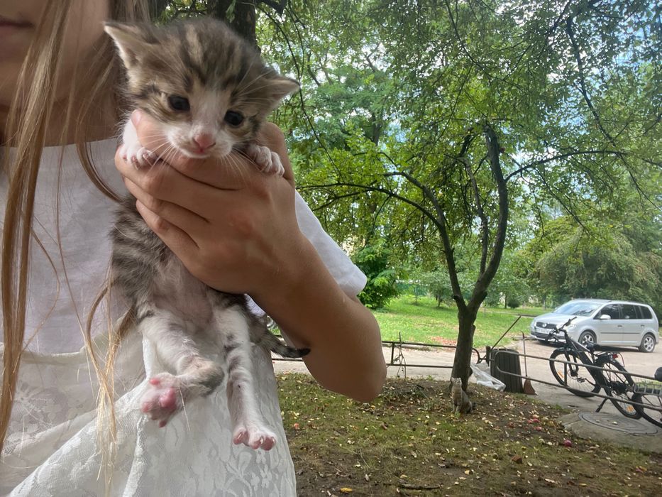 кошенята маленькі безкоштовно