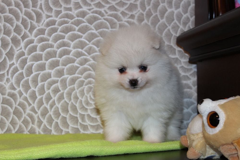 Продам идеальных щенков Шпица