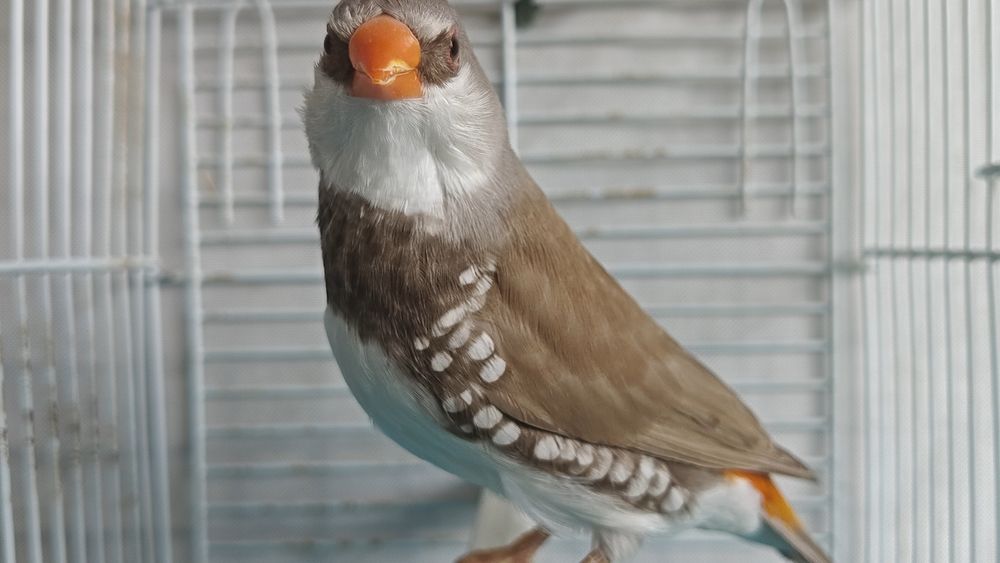 Diamantes sparrow