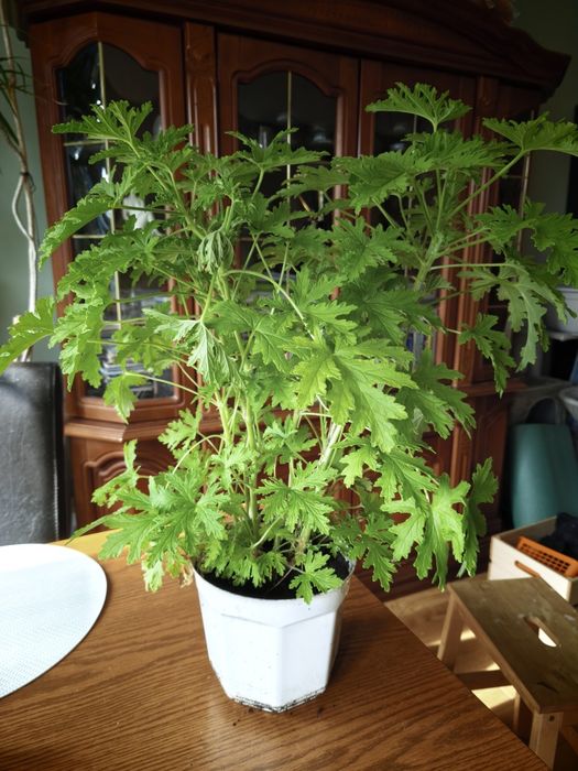 Kwiat geranium anginka 50 cm + dostawa
