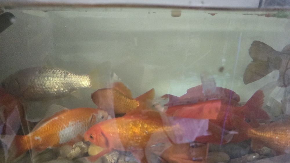 Peixes Vermelhos e brancos