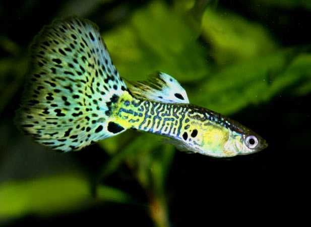 GB Gupik Cobra Yellow - ryba krajowa - dowóz ryb!