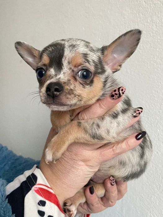 Chihuahua , Śląsk,  piesek ,  szczeniak kolor blue merle