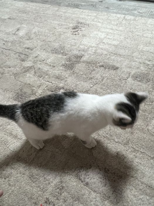 віддам котика ( дівчинака біленька)